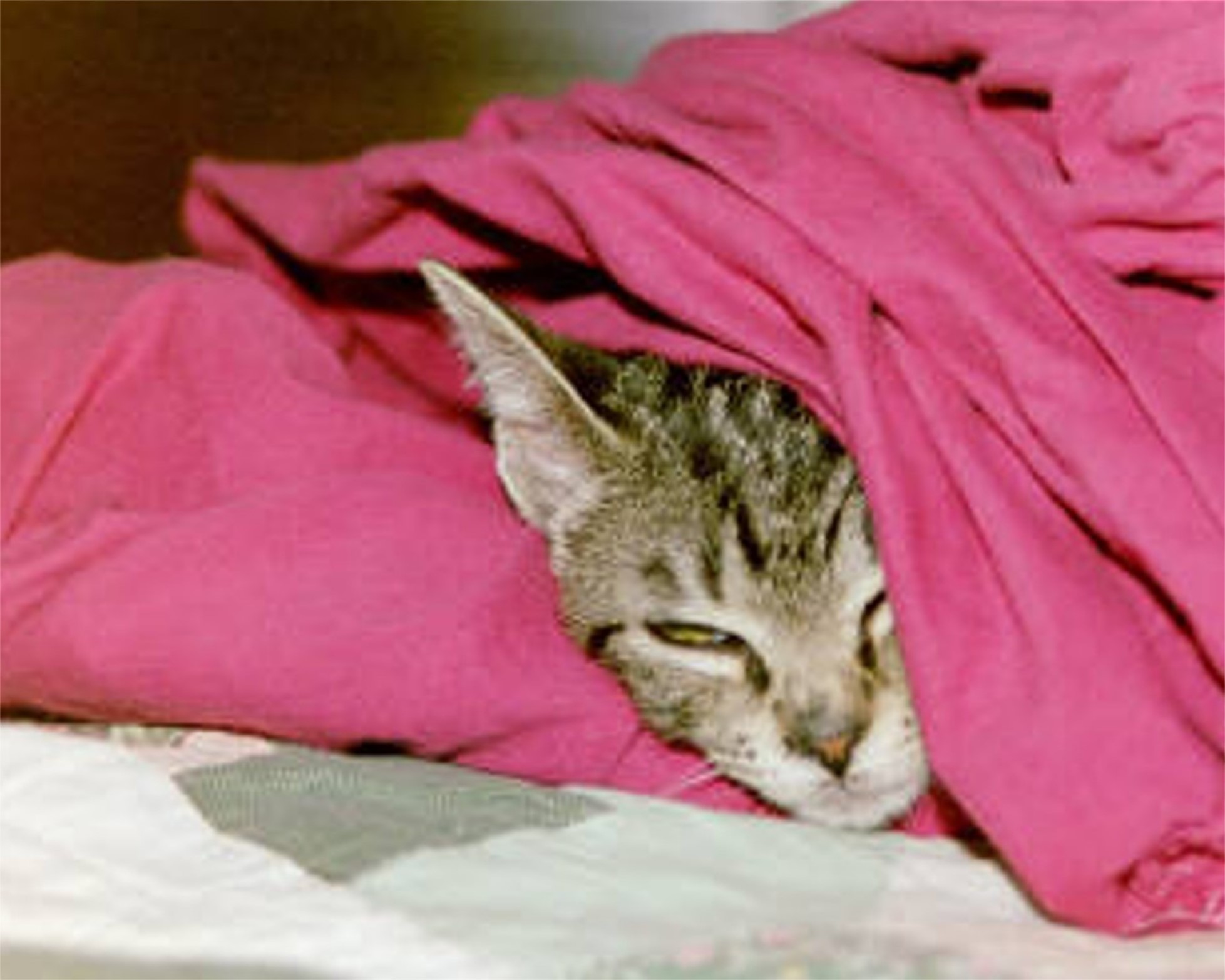 cat under sheets kitten